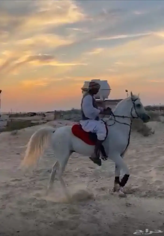 حصان واهو اوراق للبيع 0