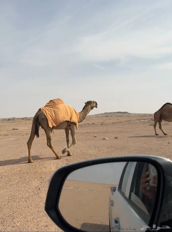 للبيع 0