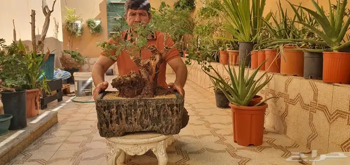 اشجار جميله ومنوعه بيع مستعجل يوجد كميه كبيره 0