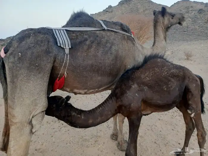 ناقه للبيع او البدل 0