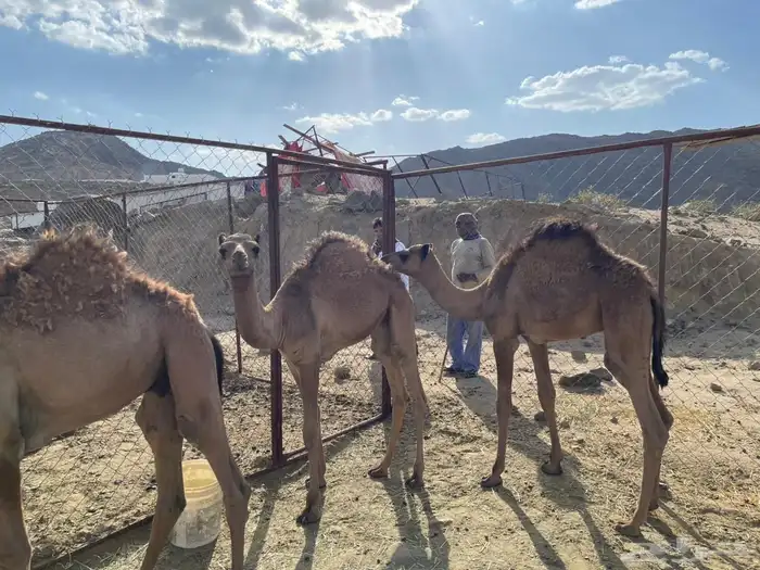 قعودين وبكره للبيع 0
