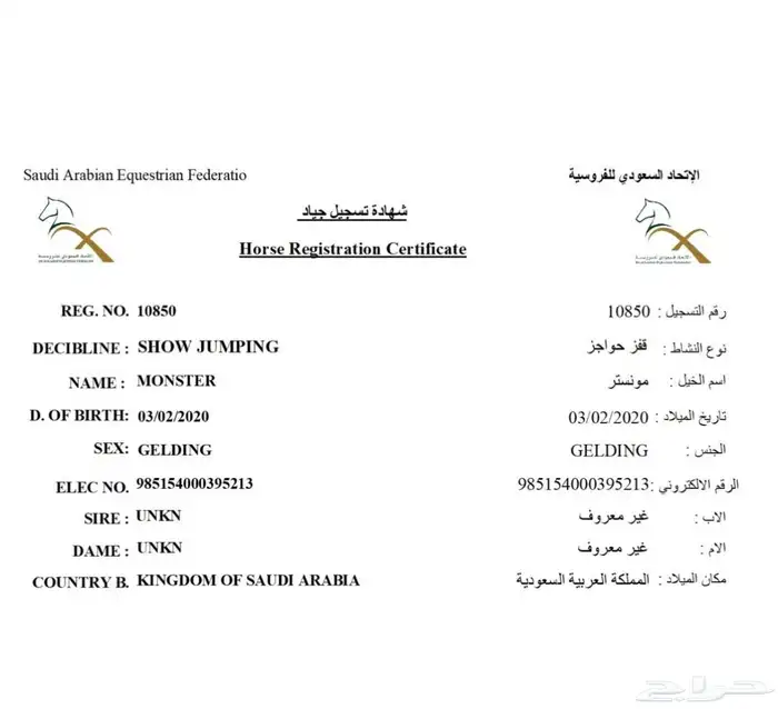 حصان قفز انجليزي بطل 0
