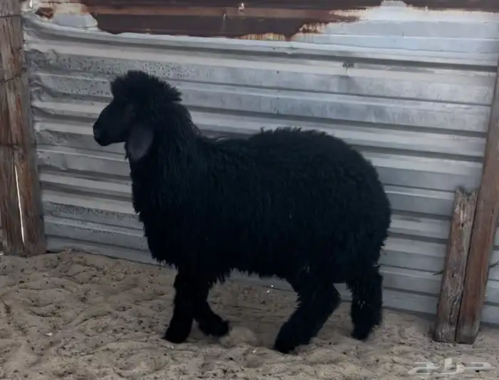 ذبايح للبيع 3