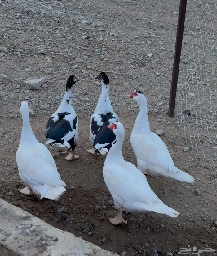 بط بلدي للبيع بصحة جيدة 0
