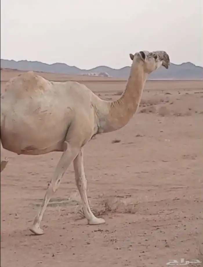 لقحه وضحاء طيبه 1