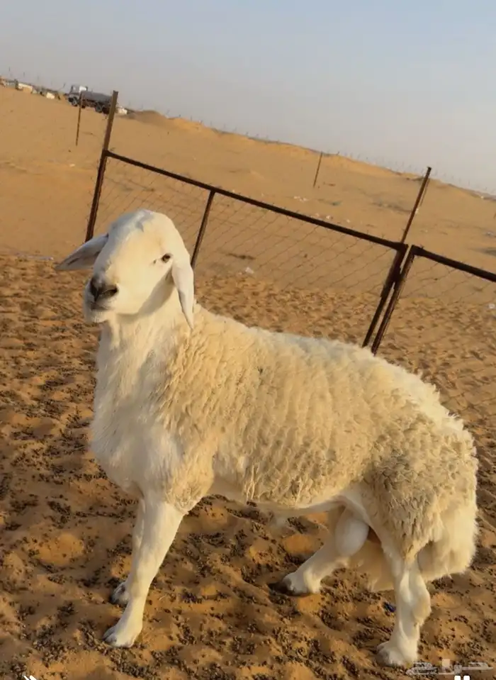 فحل حري كفو جدا ارتفاع وشعره مشروط أمراض سنه ثني 1