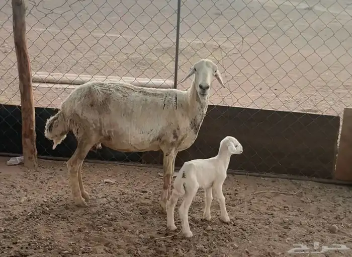 حريه سدس معها خروف 0