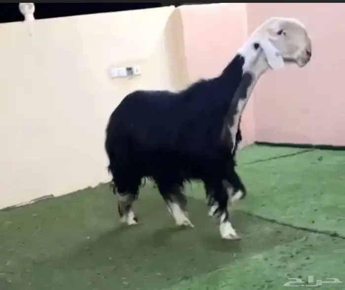 فحل نجدي 1