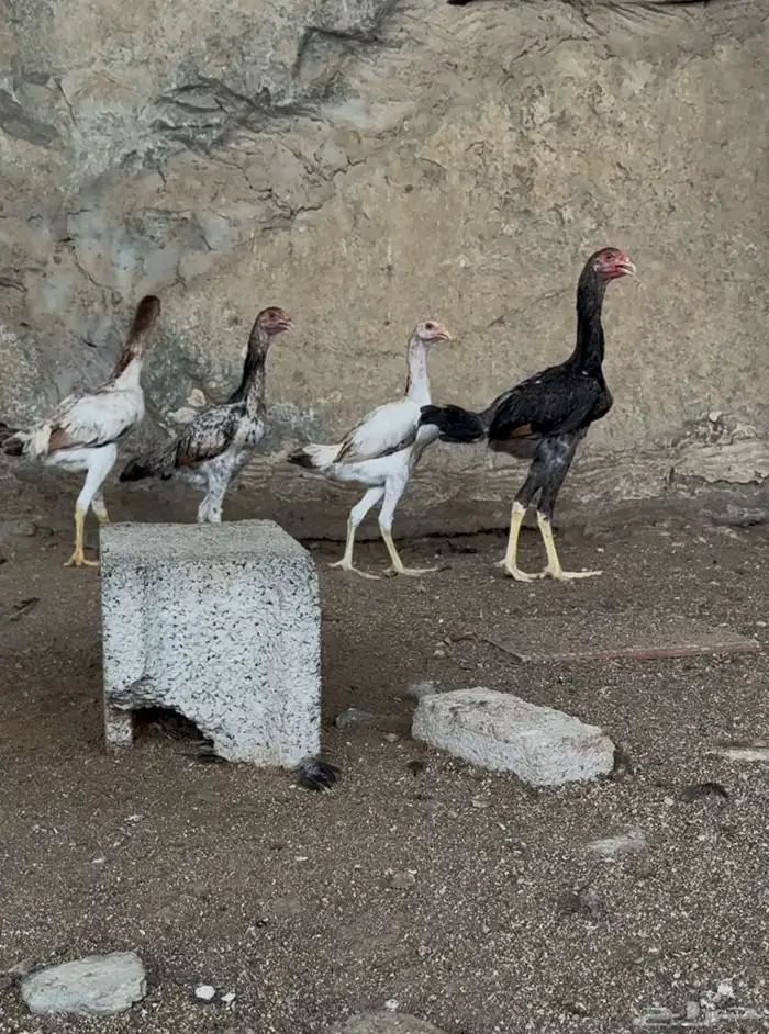 شامو ياباني 0