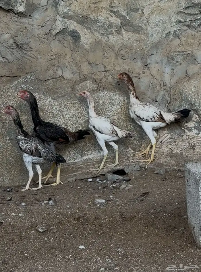 شامو ياباني 2
