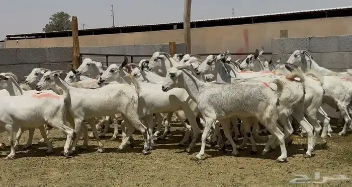 مراح معزا بيشيات دفيع طيبه 12
