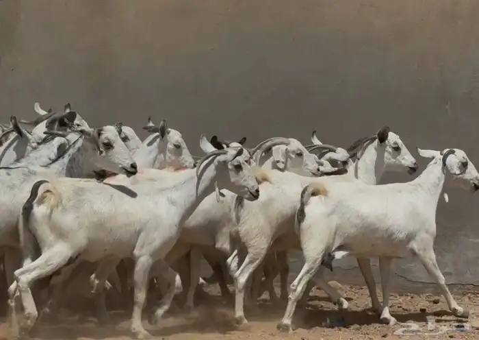 مراح معزا بيشيات دفيع طيبه 8