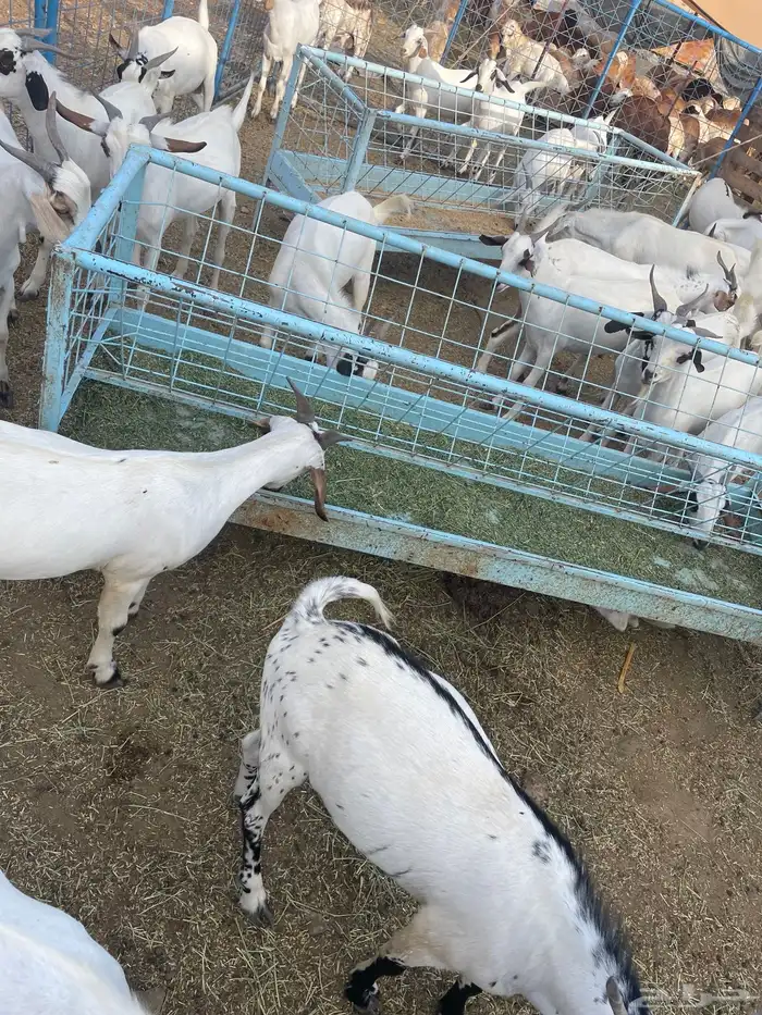 تيوس للبيع 2