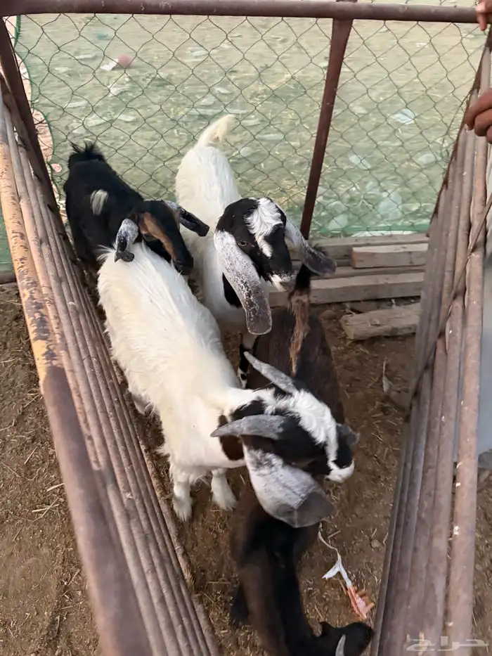 معزا مع تيس فحل جرم وطول 8