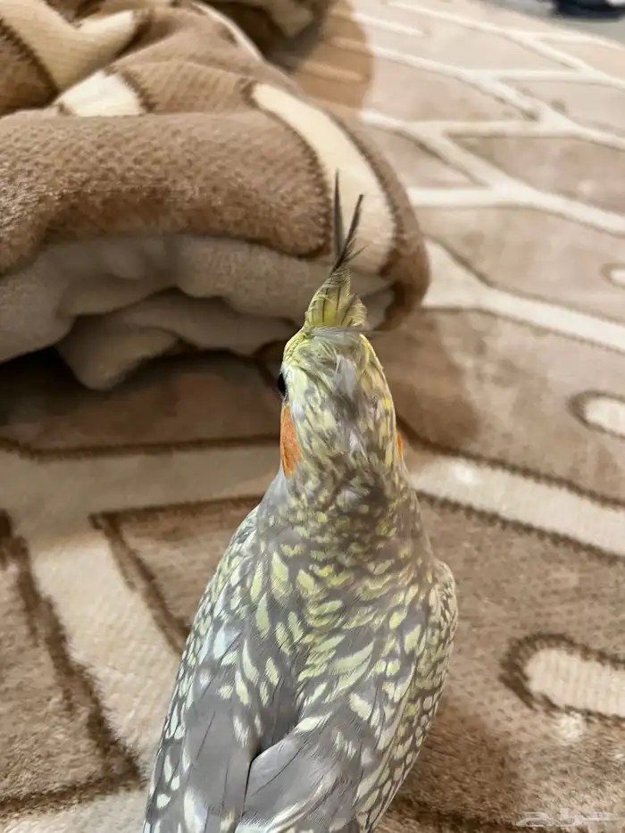 كروان اليف جداا 2