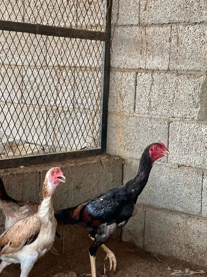 دجاج شامو ياباني الموقع بارق 2