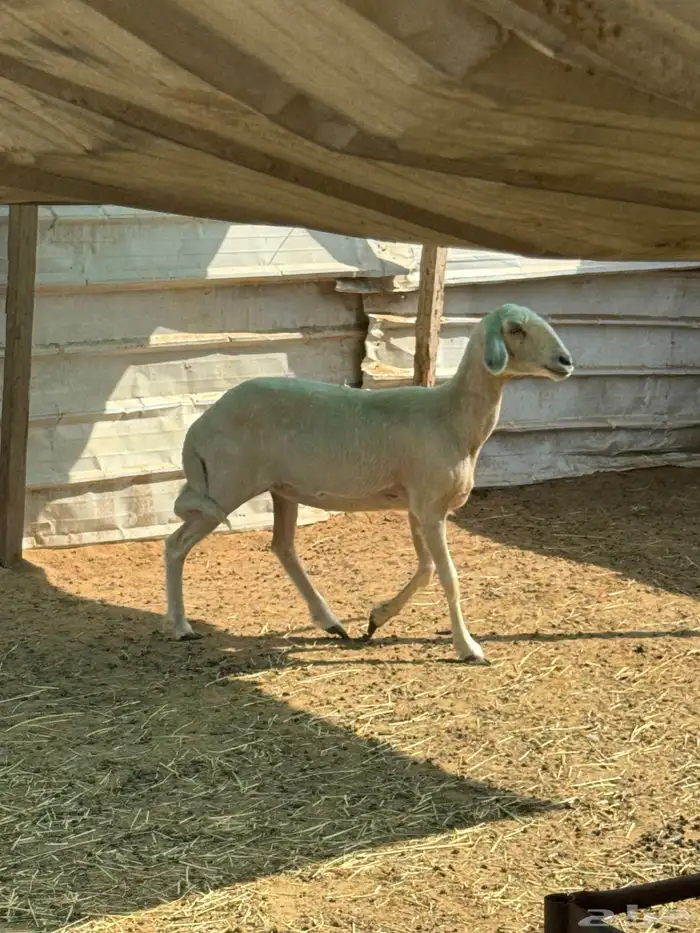 نعجه ثنيه دافع 1