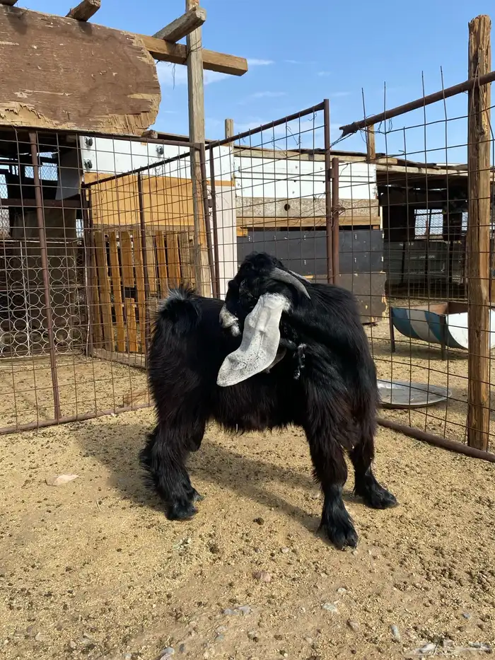 تيس عارضي صنف معرف(تم البيع ) 2