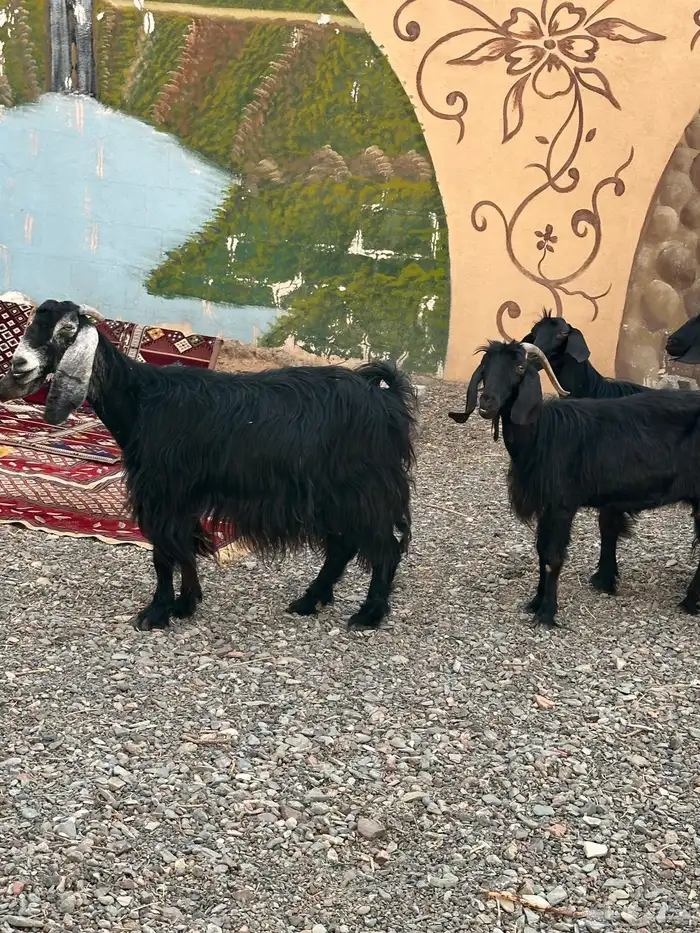 معزاء مضاريع وحليب 0