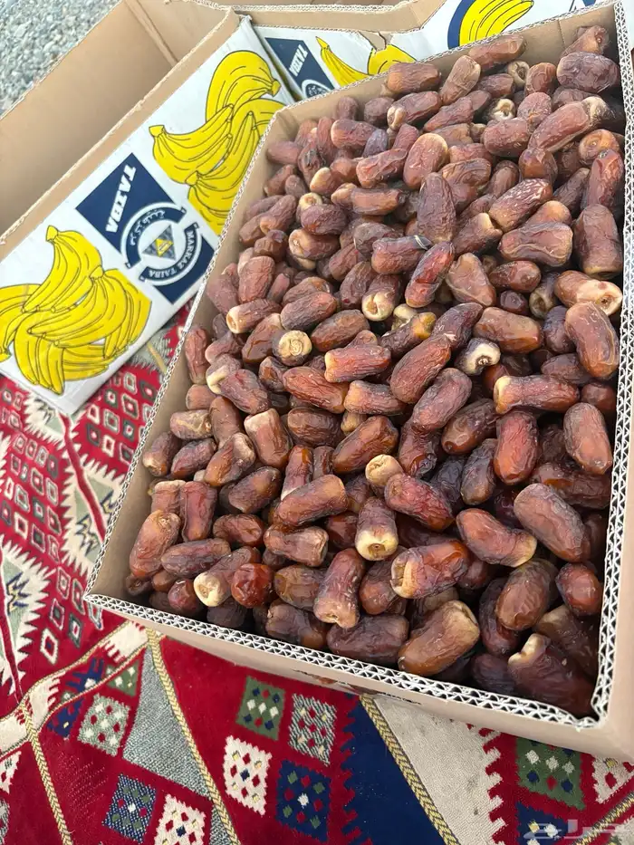 برني العيص 11