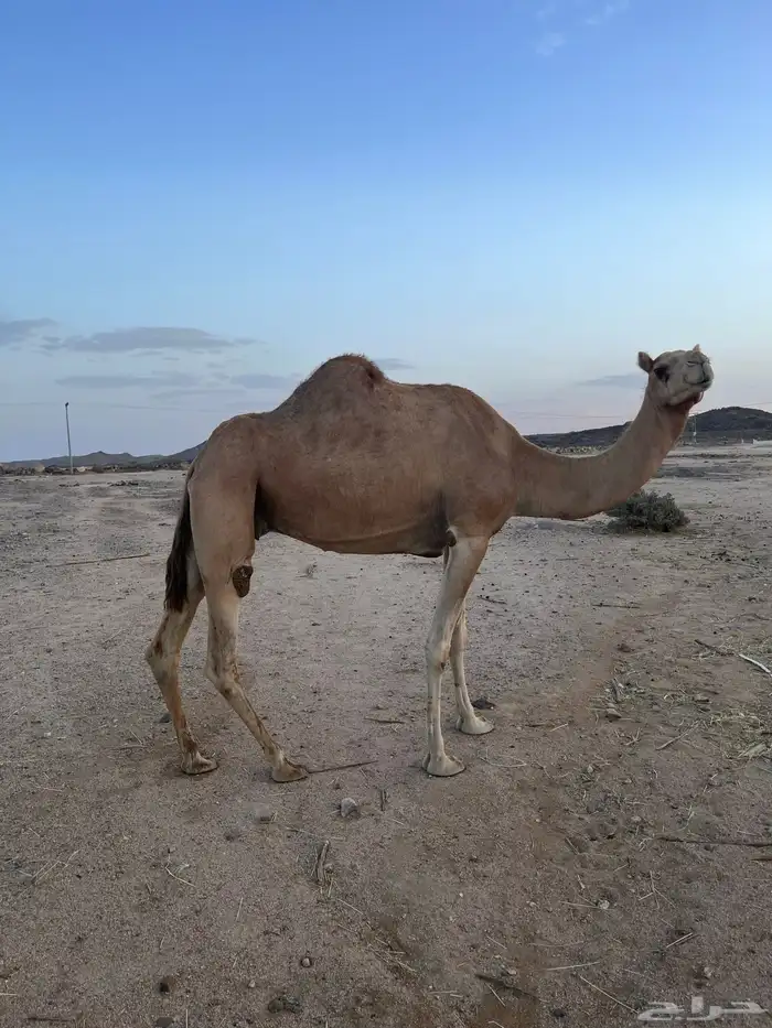 حايل للبيع 4