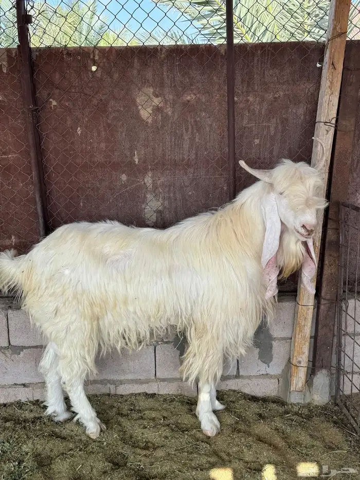 تيس مطور صنف للبيع 0