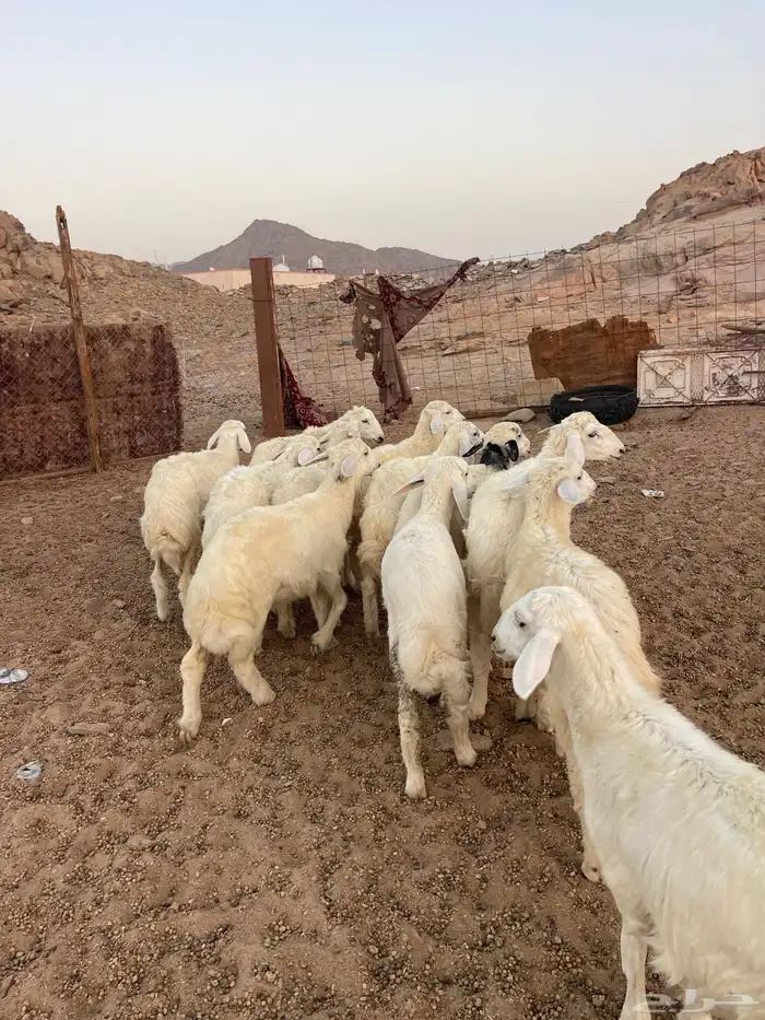 طليان حريه 0