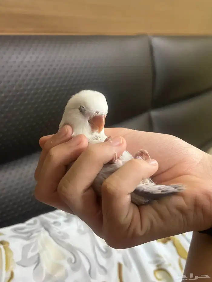 baby parrot peachfaced 4