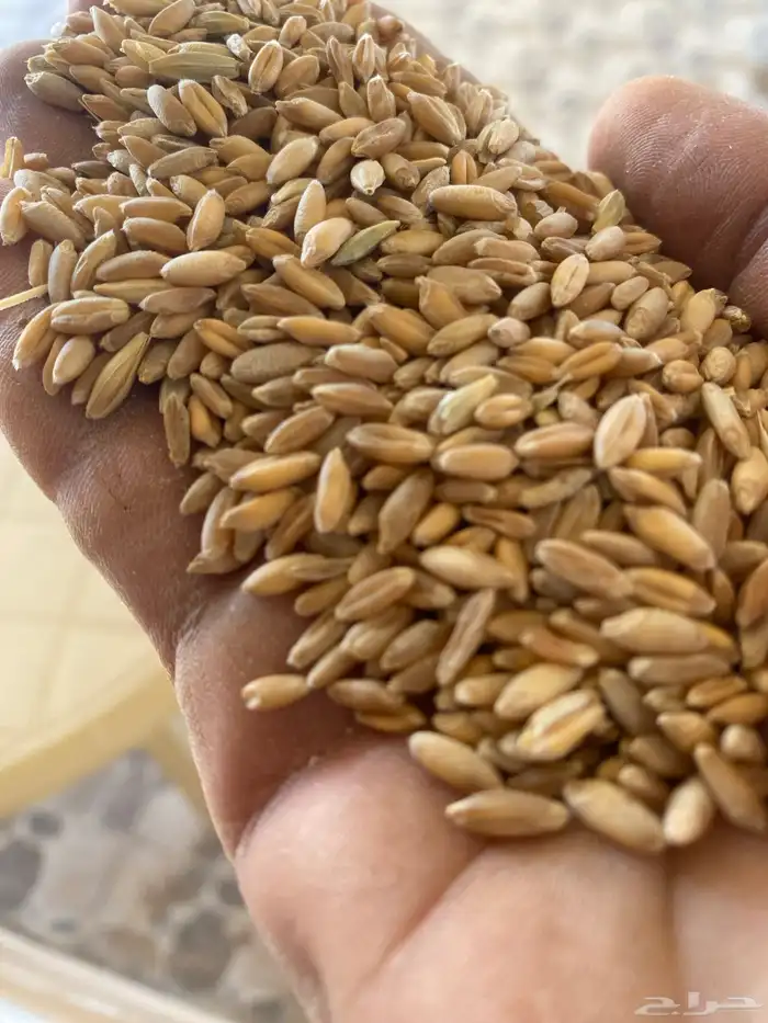 بر وشعير بلدي 0