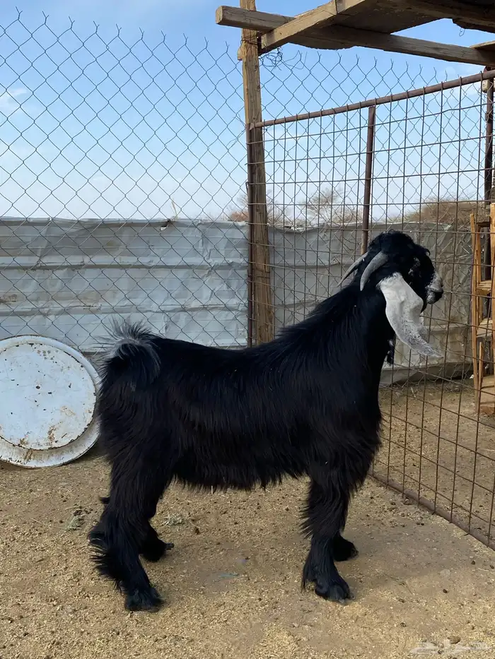 تيس عارضي صنف معرف(تم البيع ) 0