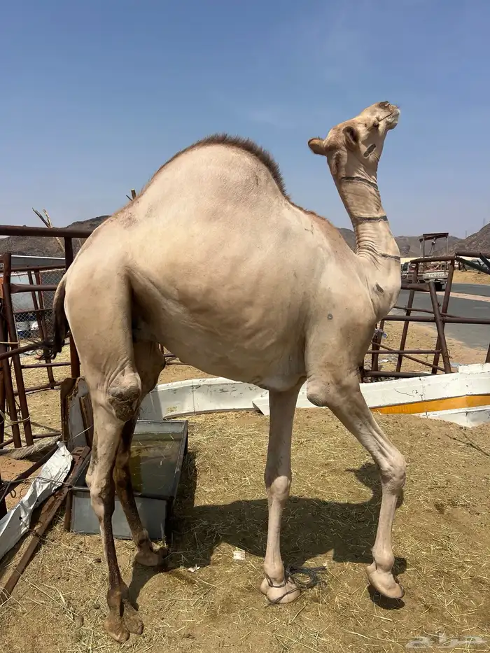 قعدان مفاريد أتواصل 3