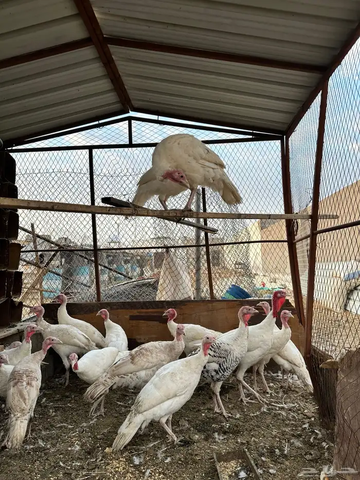 دجاج رومي 1