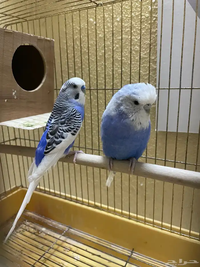 جوز بادجي مكس انجليزي 1