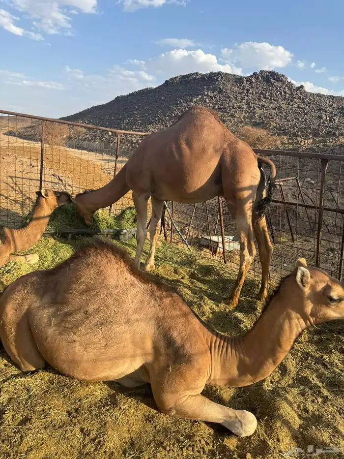 حشو قعدان فاخره 1
