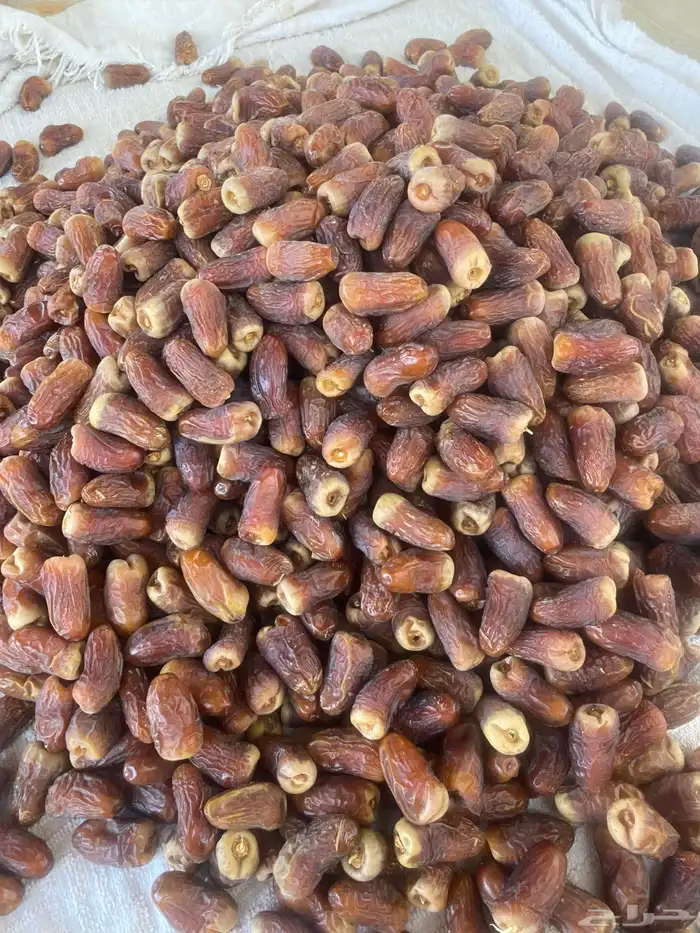 برني العيص 1