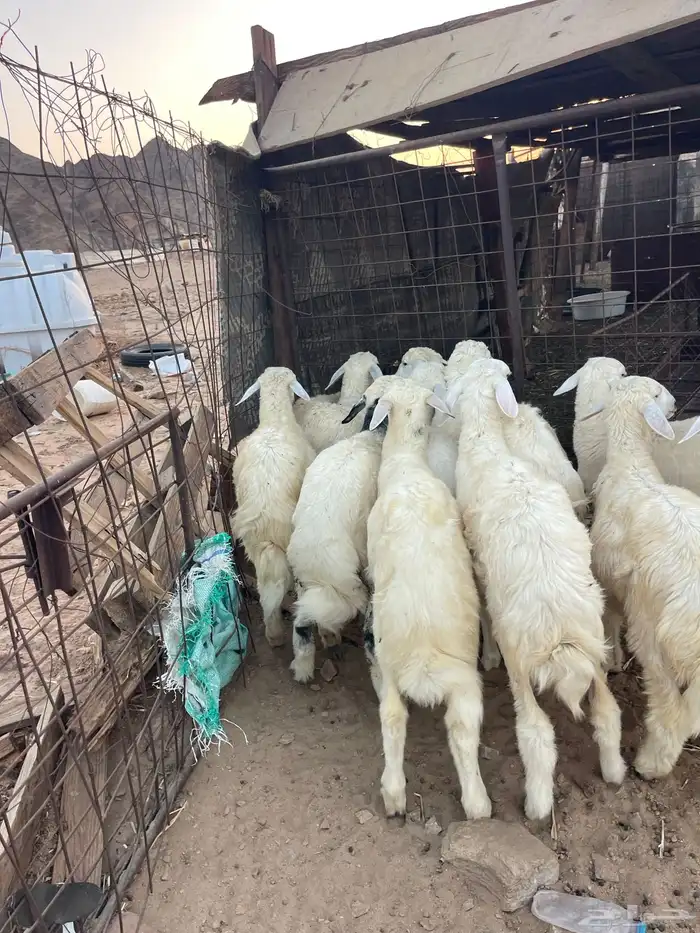 طليان حريه 2