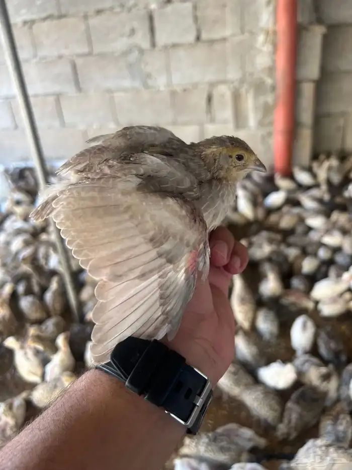 توفر دفعه   صوص سمان 3