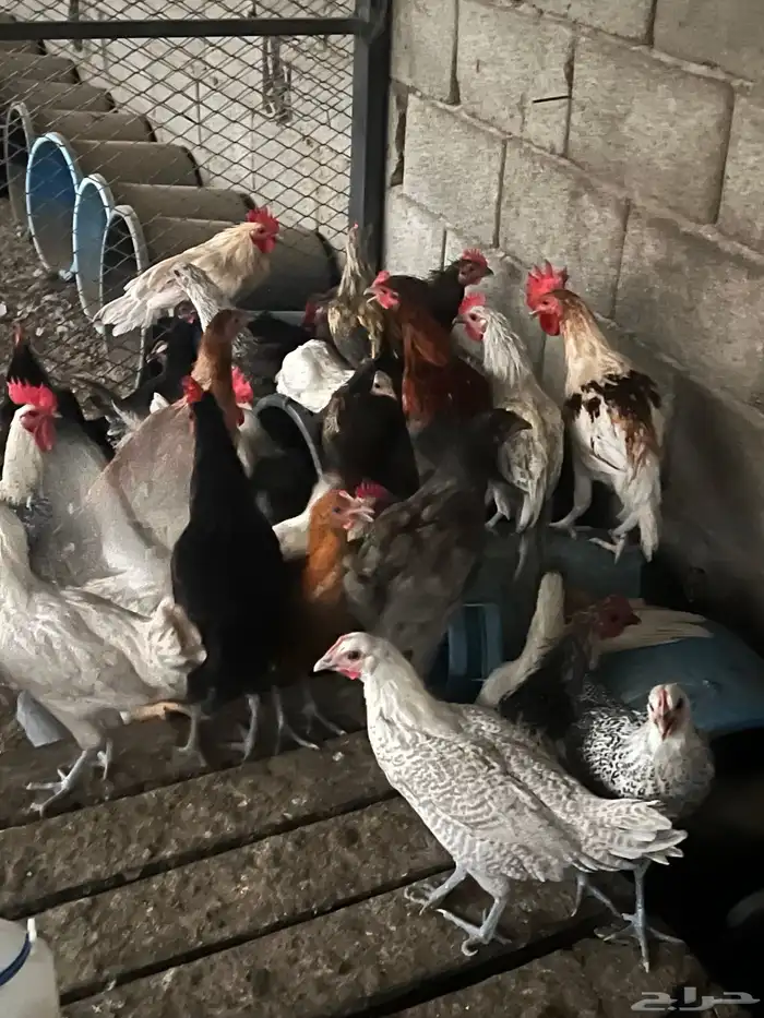 دجاج للبيع 1