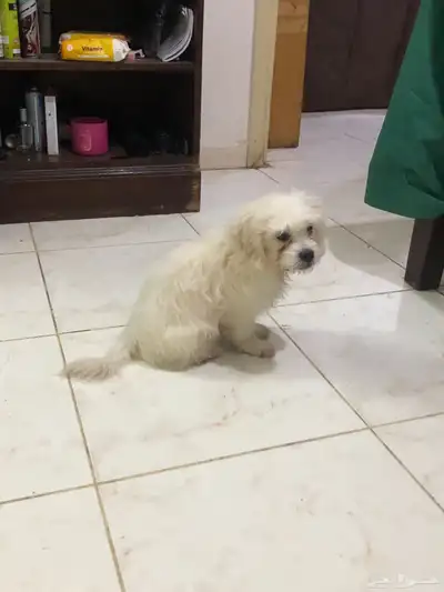 Maltese puppy index