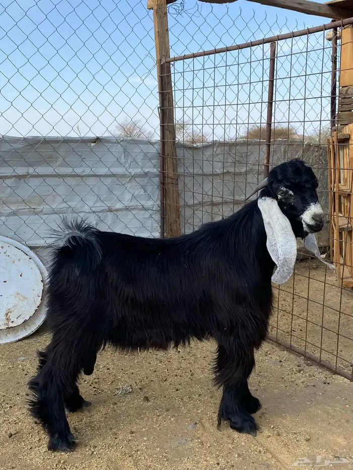 تيس عارضي صنف معرف(تم البيع ) 1