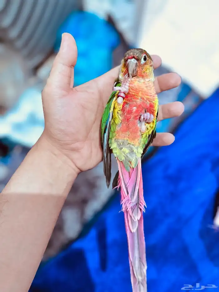 (تم البيع) كنيور جرين تشيك يلو سايد أليف هدد 1
