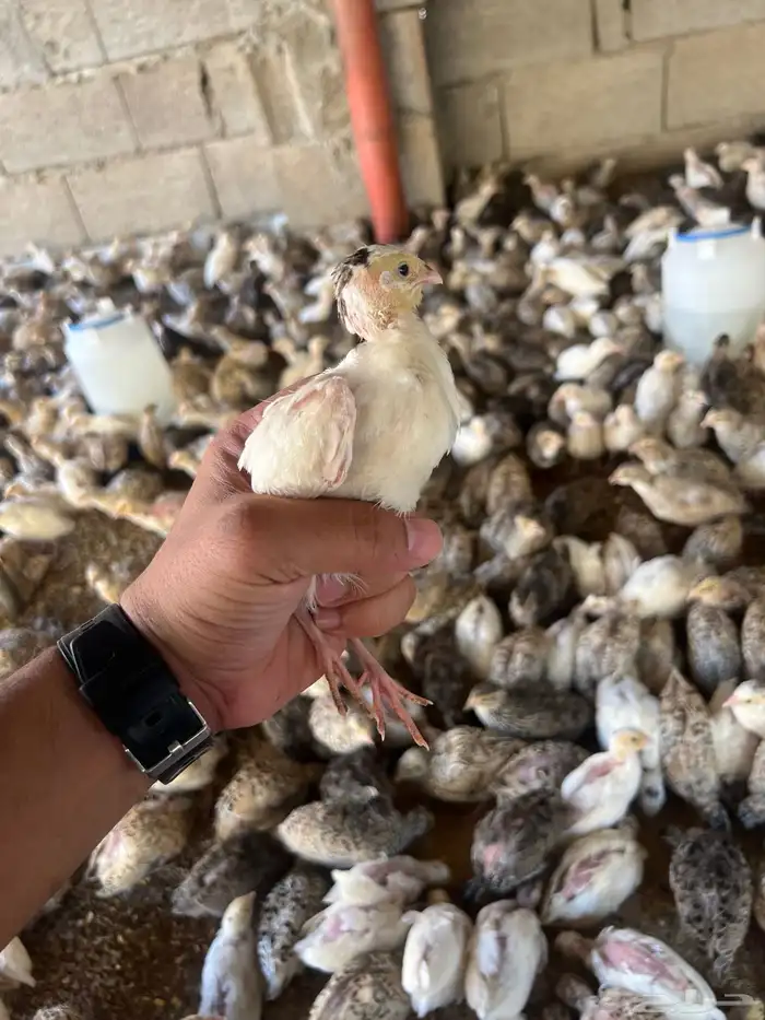 توفر دفعه   صوص سمان 8