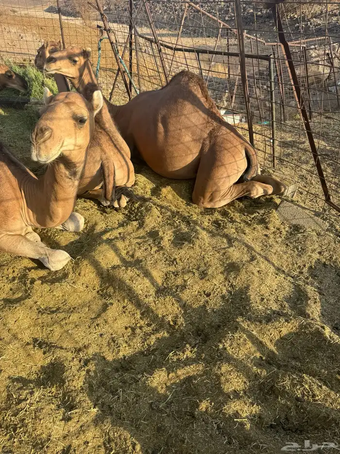 حشو قعدان فاخره 2