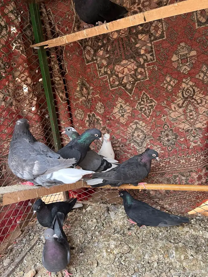 حمام قطايف 0