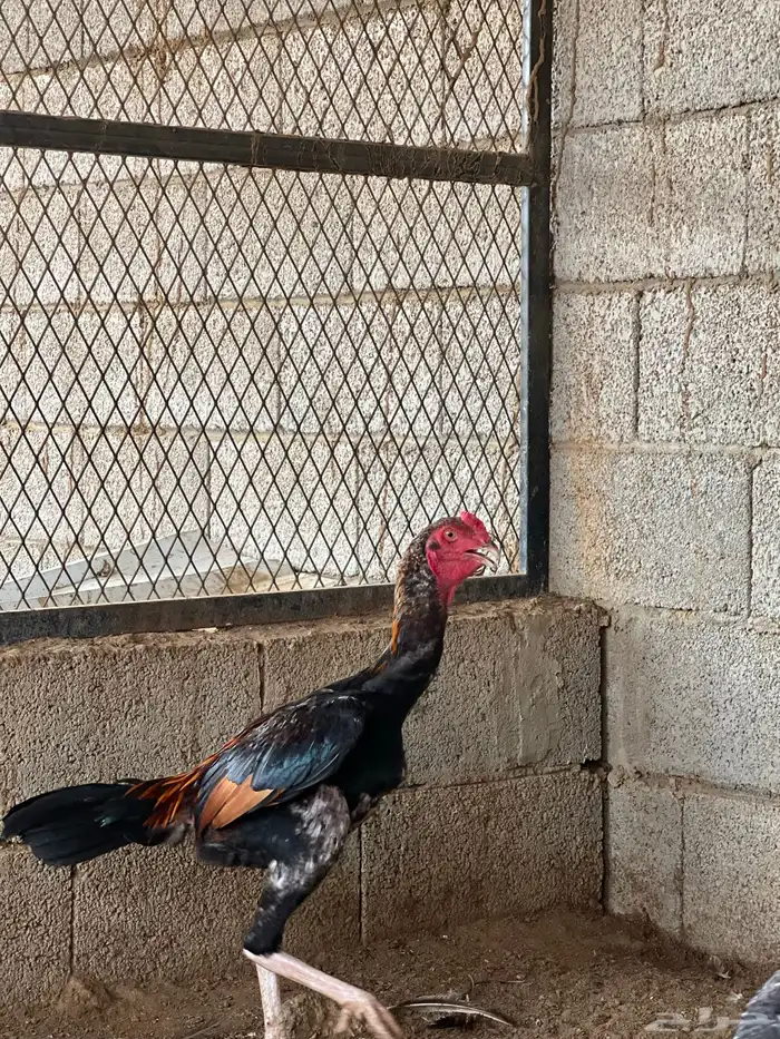 دجاج شامو ياباني الموقع بارق 1