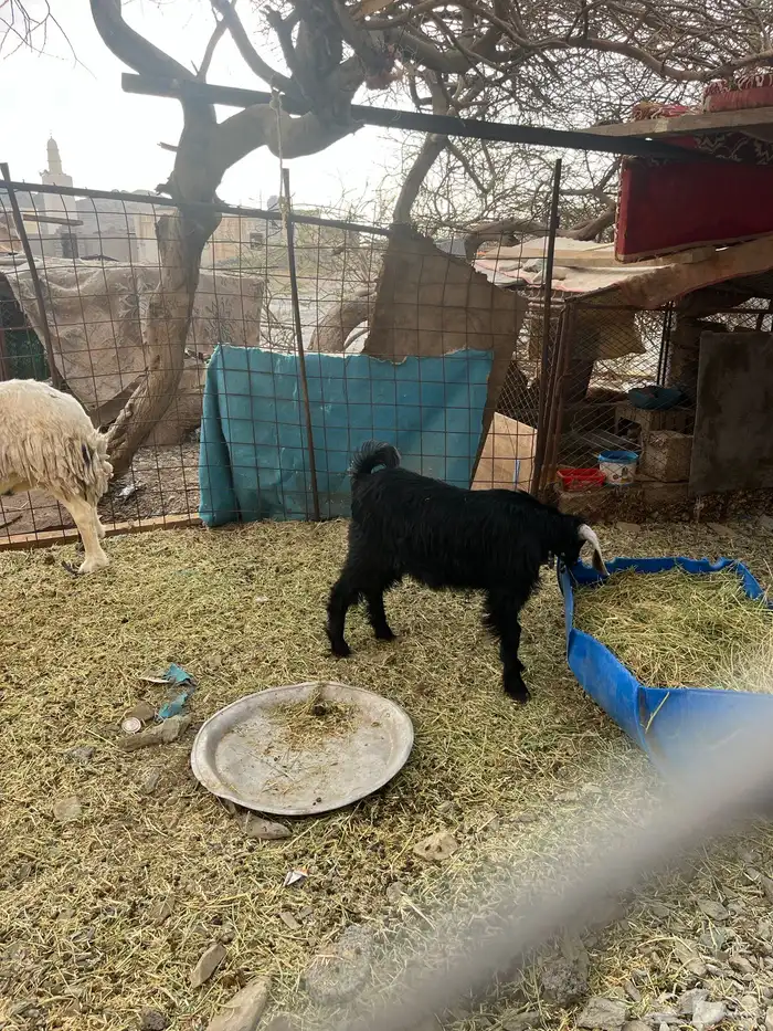 جفره عارضيه 1