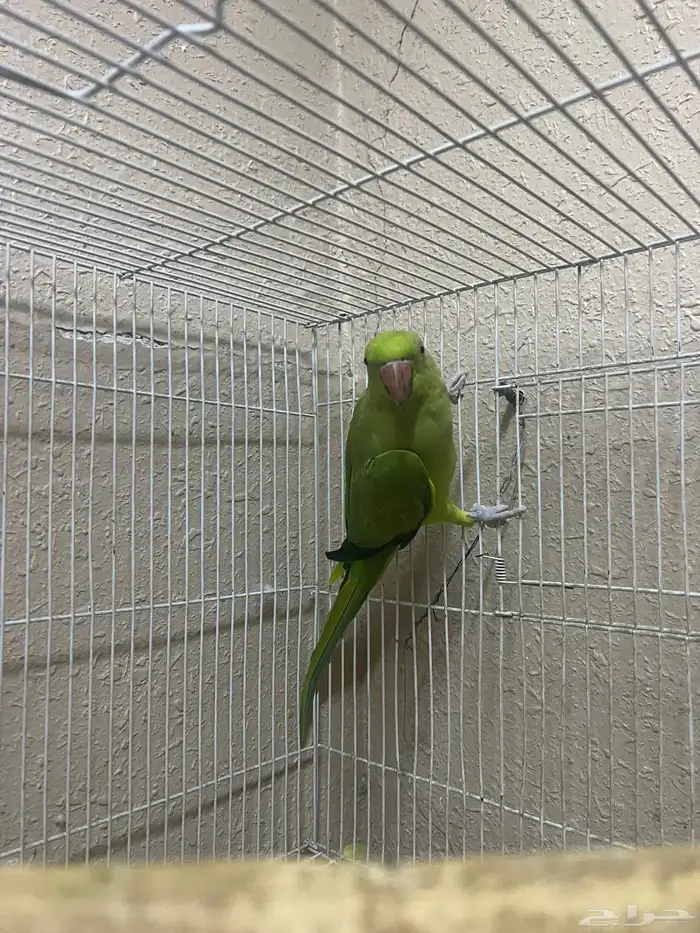 انثى دره هندي 1