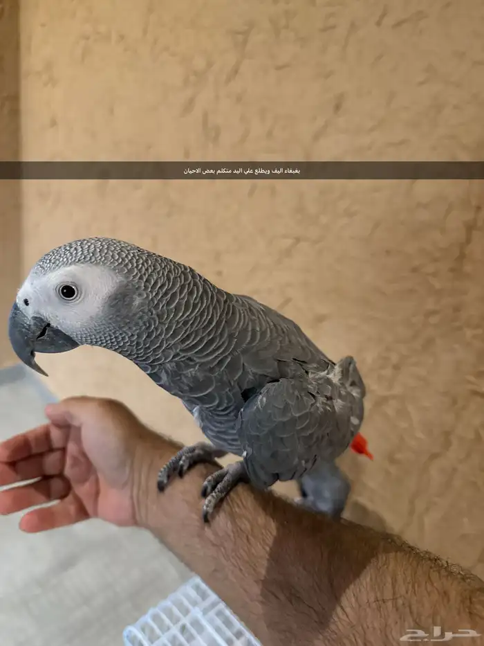 الخرج 2