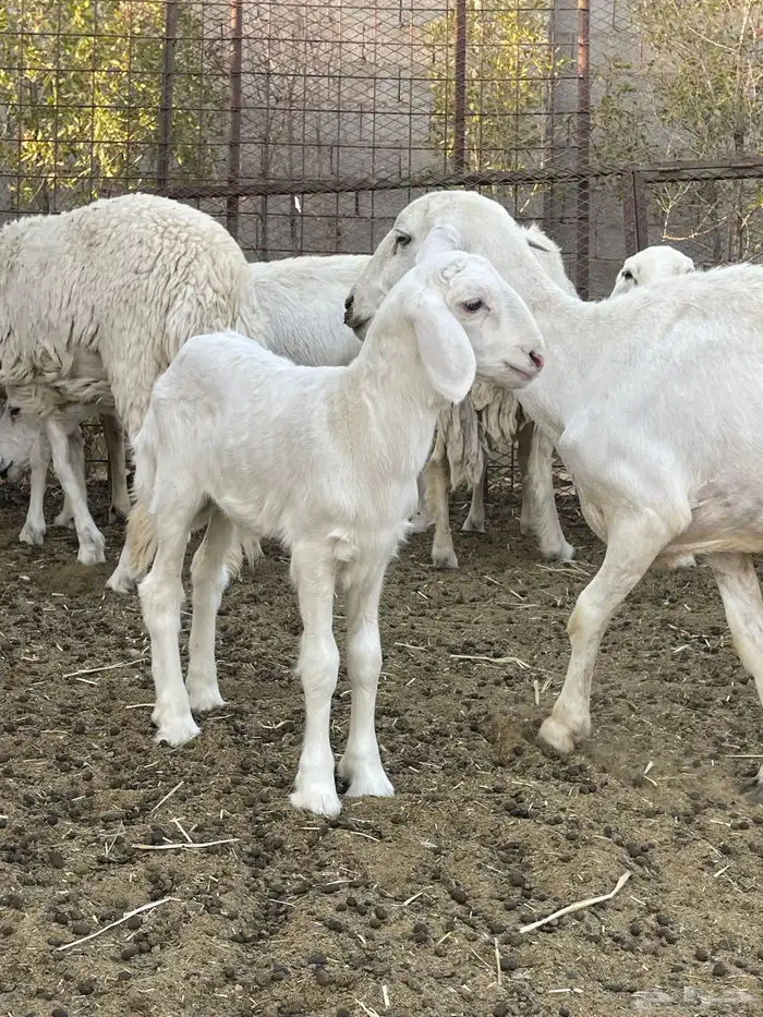 فحل حري رباع حرش 3