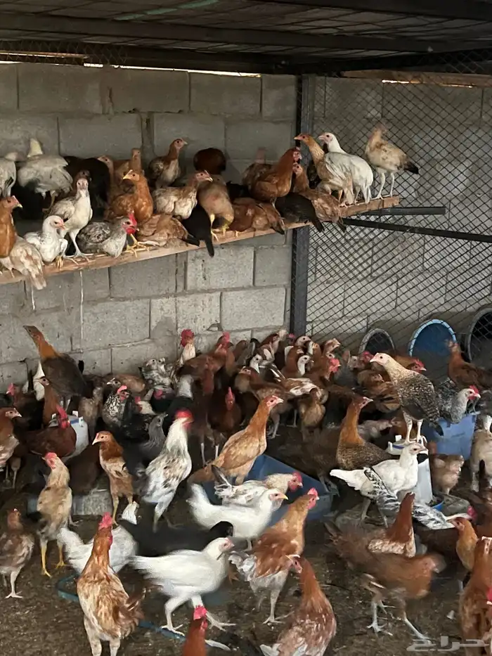 دجاج للبيع 4